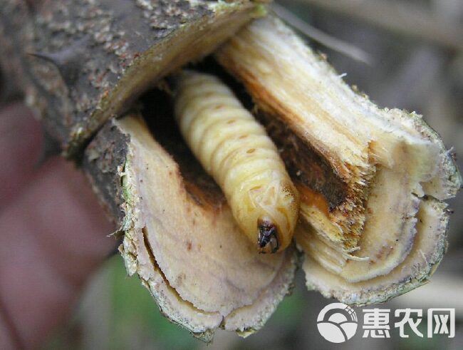 斗米虫带树杆 云实树杆斗米虫 斗米虫鲜虫 斗米虫枝条