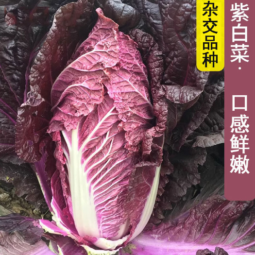 紫白菜种子大白菜 杂交种 品种 春秋种植耐运输大面积种植
