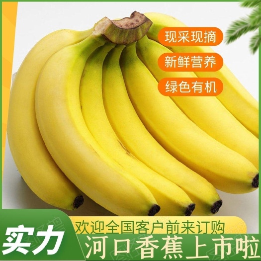 邯郸香蕉[云南蕉][海南蕉]全年供应，大量现货，口感软糯，无黑心