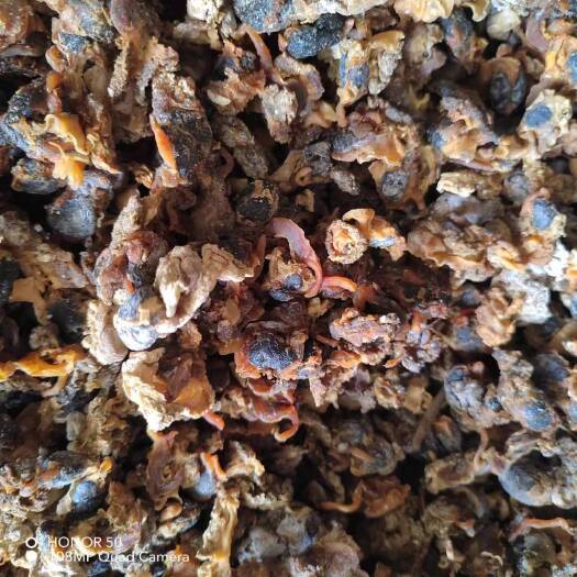 海兴县扇贝 扇贝边 扇贝下脚料鱼干 鱼粉