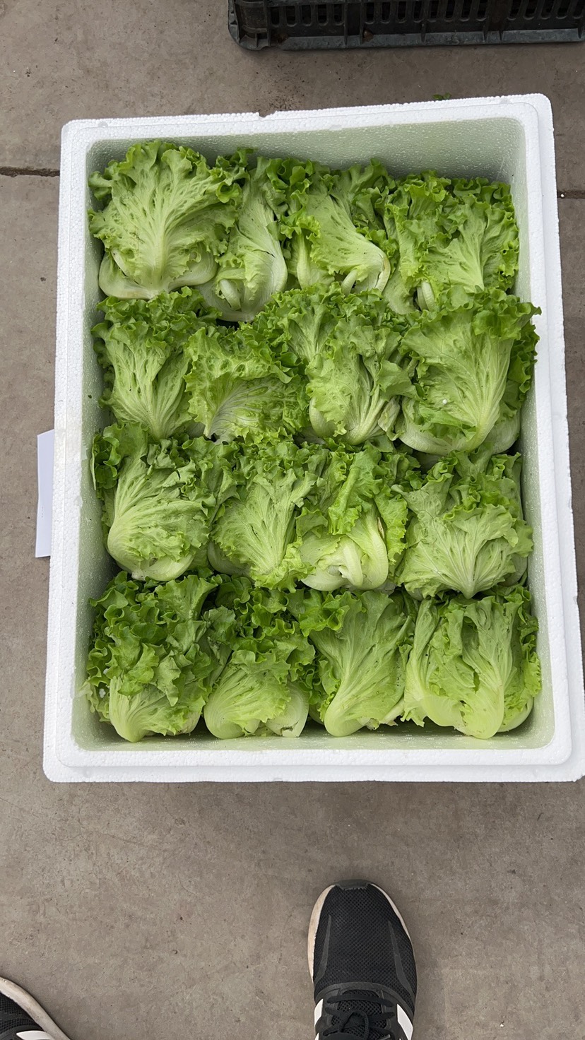 无土栽培技术生菜