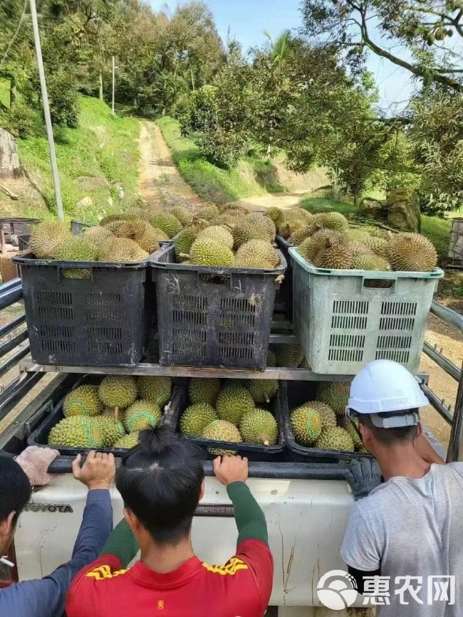 马来西亚猫山王榴莲液氮冷冻新鲜水果带壳顺丰包