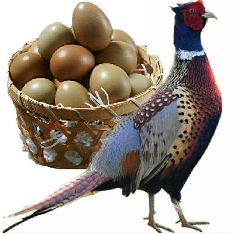 商丘七彩山鸡蛋60枚新鲜 宝宝辅食 农家杂粮散养土鸡蛋山鸡蛋