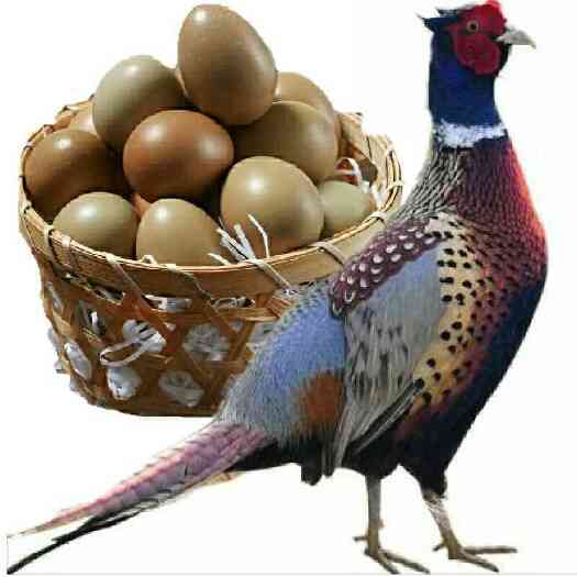 七彩山鸡蛋60枚新鲜 宝宝辅食 农家杂粮散养土鸡蛋山鸡蛋