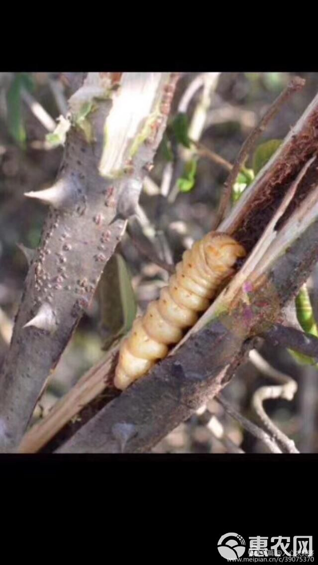 斗米虫带树杆 云实树杆斗米虫 斗米虫鲜虫 斗米虫枝条