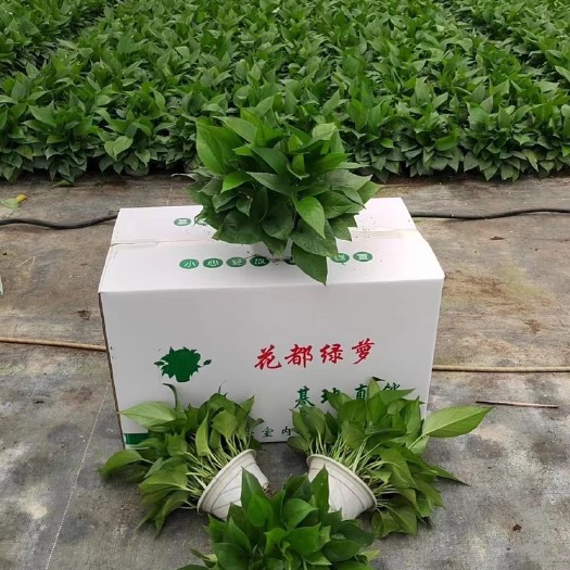 180白盆绿萝，基地直发，量大从优
