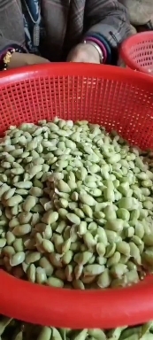 灵川县毛豆粒