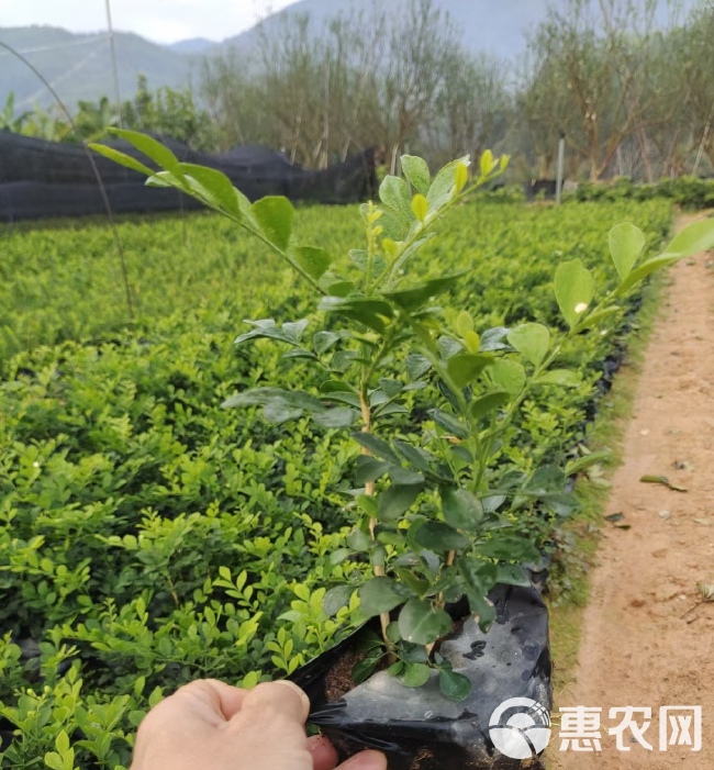 基地批发九里香 七里香杯苗 常绿庭院园林绿化花草 多种规格