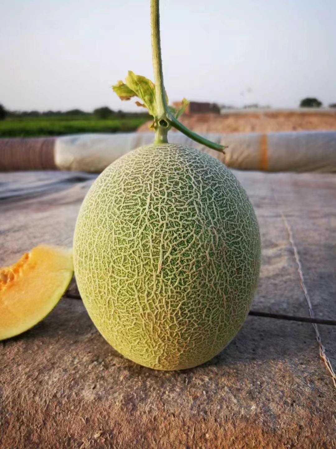 新疆哈密瓜吐鲁番西州蜜瓜陆地网纹瓜脆甜多汁顺丰包邮 新疆哈密瓜吐鲁番西州蜜瓜陆地网纹瓜脆甜多汁顺丰包邮