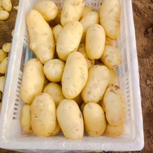 沂水县山东大棚土豆大量上市v7荷兰十五土豆