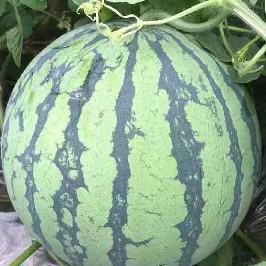 长沙西瓜