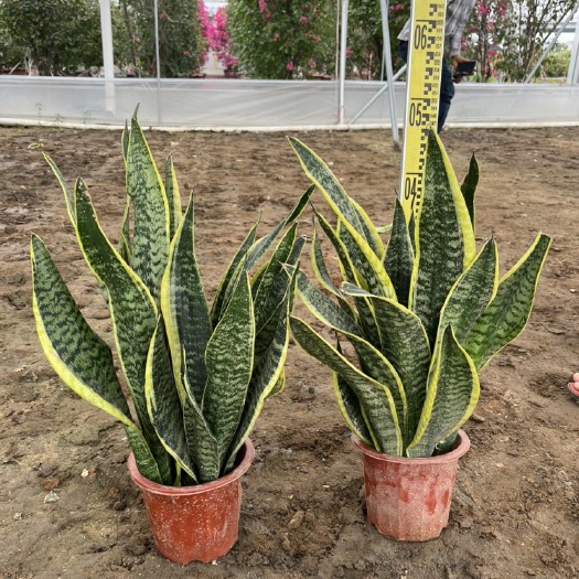 中山市金边虎皮兰