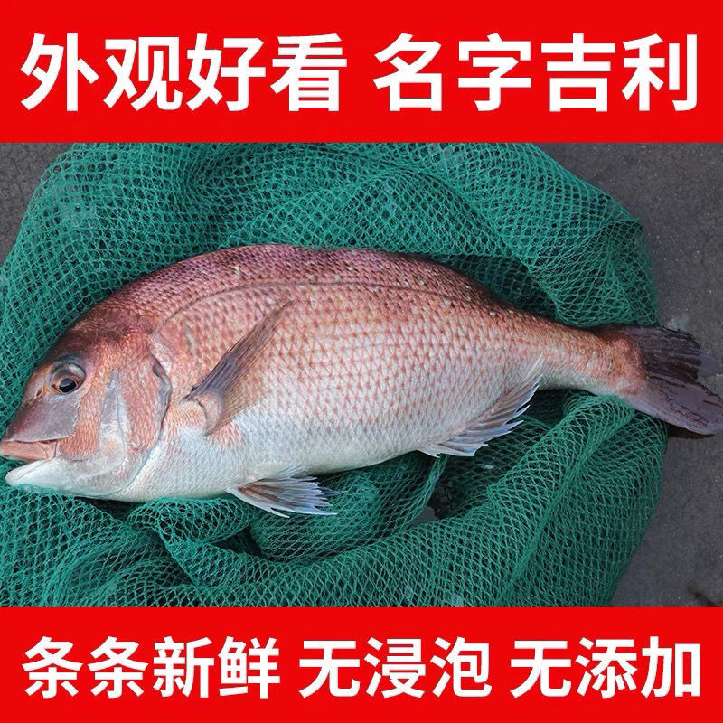 红加吉鱼新鲜冷冻赤棕鱼冰鲜红立鱼红鲷鱼海鱼类海鲜铜盆鱼真鲷鱼