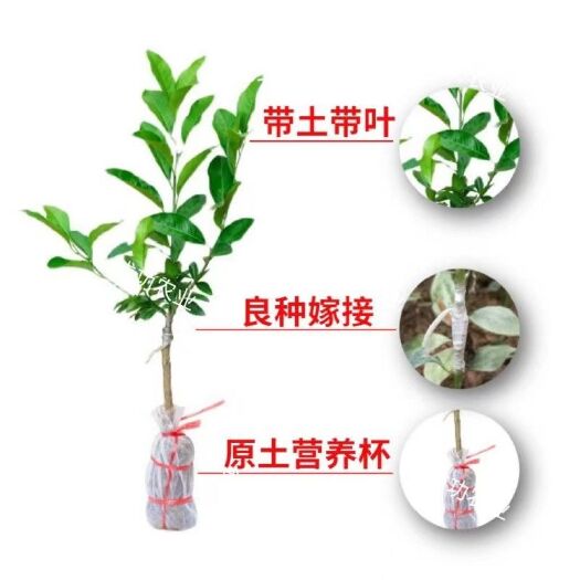 灵山县广东柠檬苗盆栽果苗香水柠檬树苗四季开花结果庭院阳台果树苗无籽