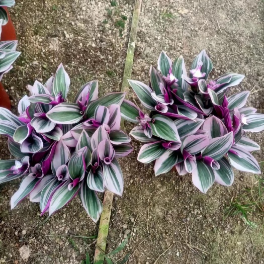 漳平市吊兰婚礼油画，自家基地种植，自产自销，全国发货！