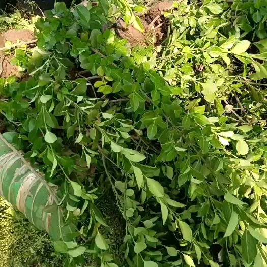 宁县卫矛