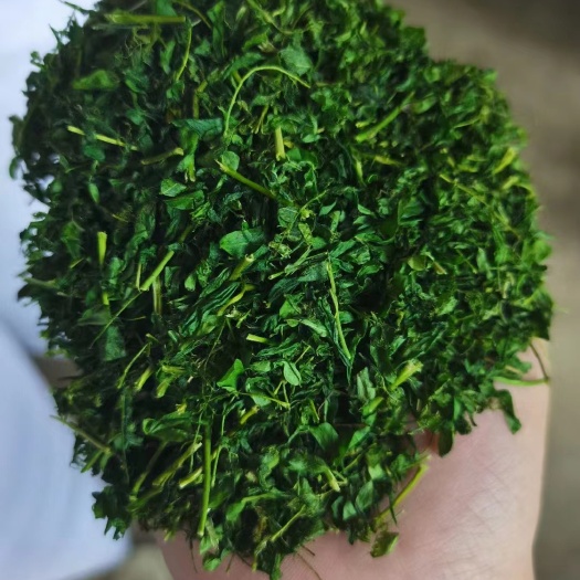玉林新货 炒制相思茶 鸡骨草 够绿花茶相思叶地摊展会货源批发散装