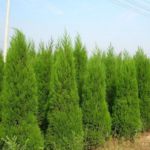 塔柏树苗 塔松树苗  塔松塔柏树苗 蜀桧子孙树树耐寒树四季长