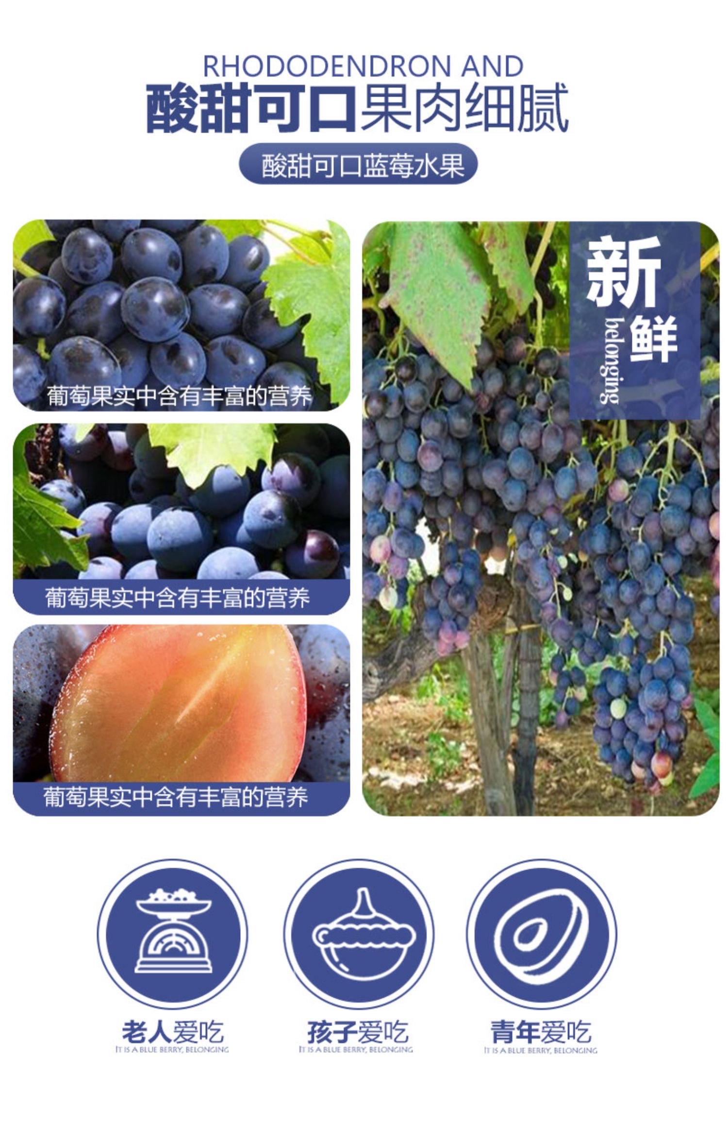 云南夏黑葡萄无籽当季水果现摘新鲜黑提青整箱包邮巨峰黑加仑