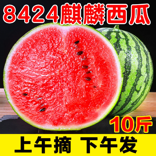 四百亩美都西瓜预售