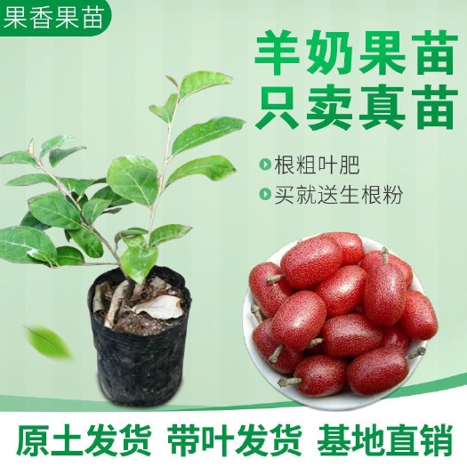 灵山县新品种 羊奶果树苗