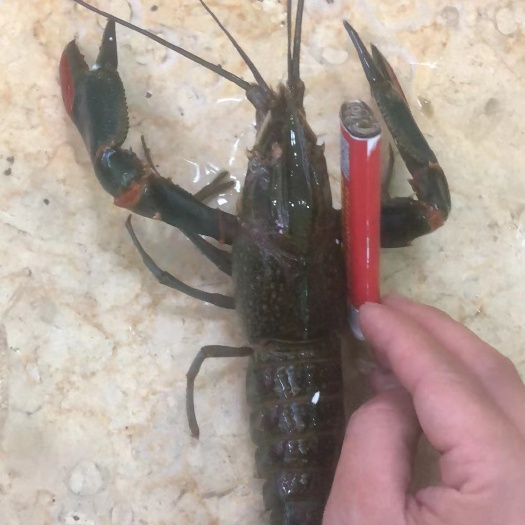 三江县淡水小澳龙