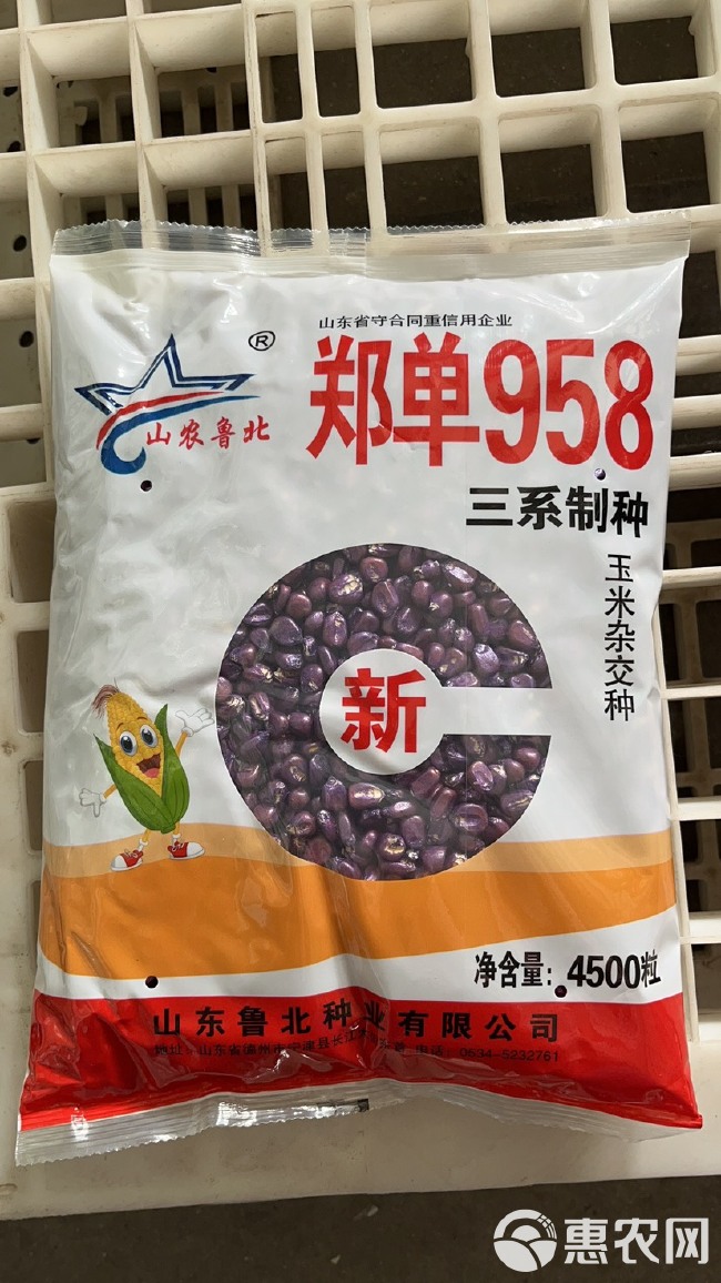 新三系郑单958玉米种子 鲁北种业直销 国审品种 稳产
