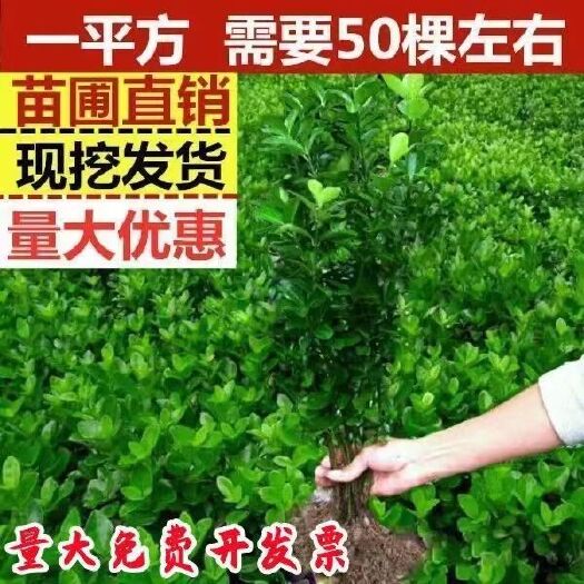 绛县冬青苗，山西冬青苗产地，冬青苗价格