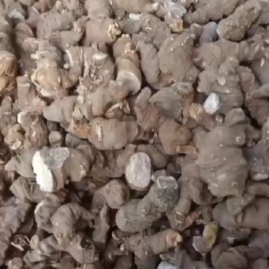 洛南县产地陕西重楼全干货产地直销