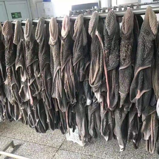 交城县新鲜黑牛肚原切精修牛大肚农家黄牛少油毛肚火锅烧烤炖生牛肚食材
