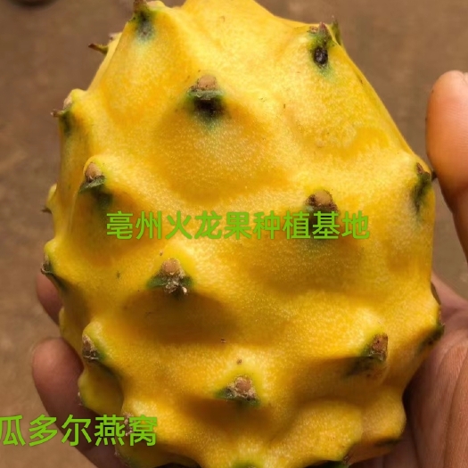 亳州精品燕窝火龙果苗