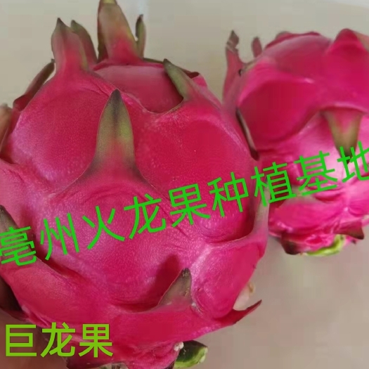 亳州精品巨龙火龙果苗