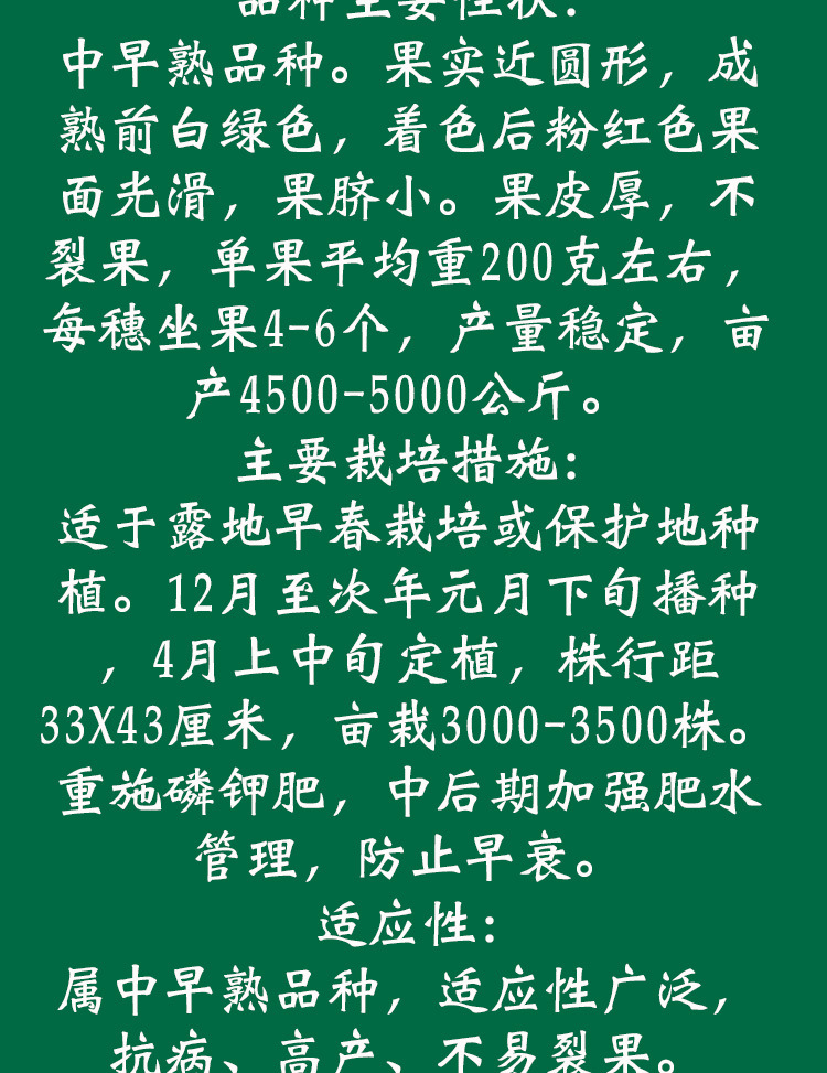 白果强丰番茄种子农田菜园中早熟粉红果皮肉厚老品种大西红柿蔬