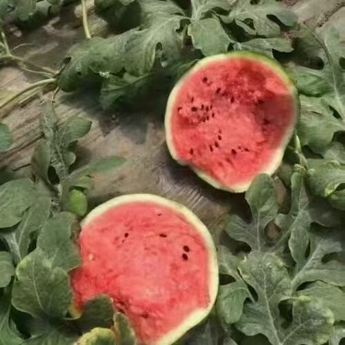 甜王西瓜