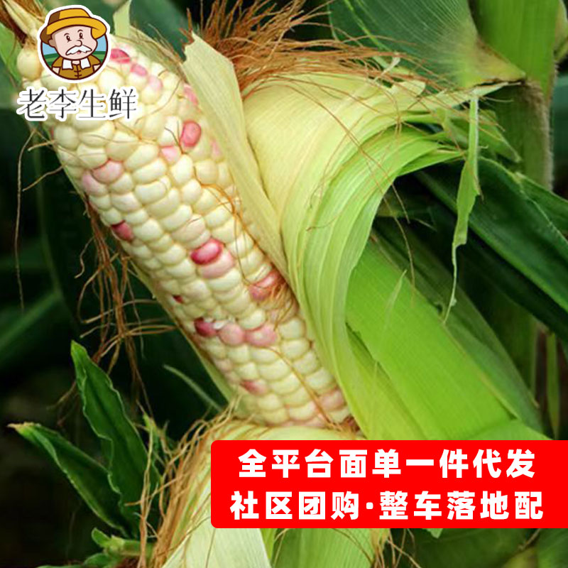 南宁花糯玉米源头产地 对接社区团购 电商全平台一件代发