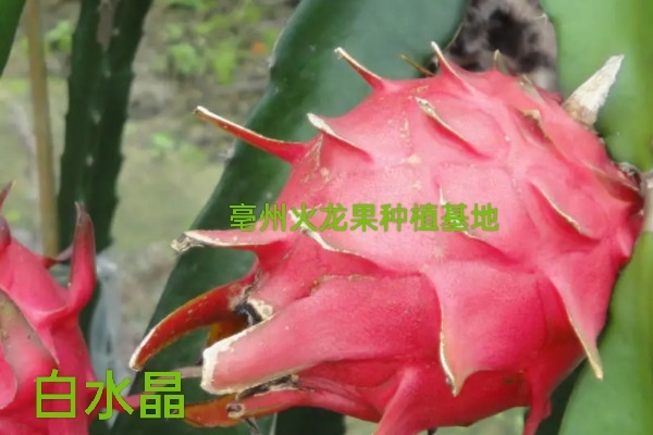 亳州白水晶火龙果苗