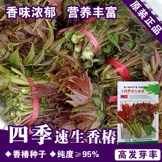 河间市四季正品速生红油香椿种子农田菜园基地清香味浓鲜香红油香椿种子