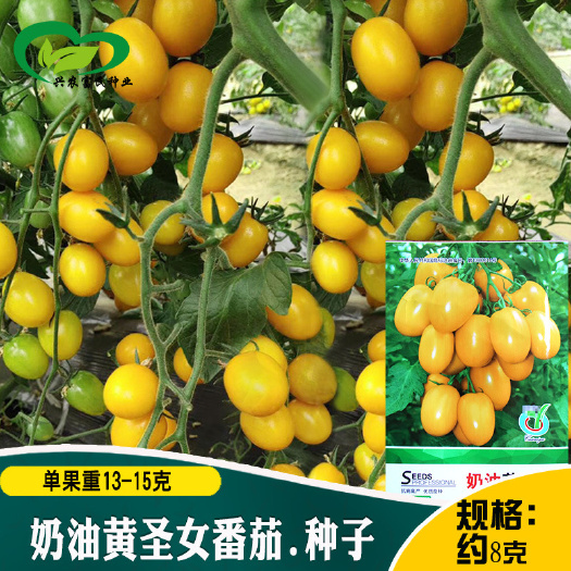 河间市奶油黄圣女番茄种子农田菜园四季肉厚脆嫩黄小番茄蔬菜籽
