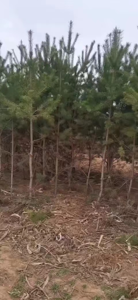 华亭市樟子松