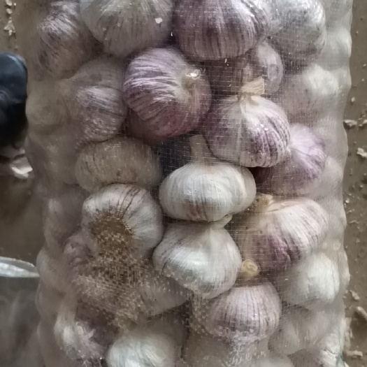 加工好的六公分皮毛好，顏色亮，無殘傷