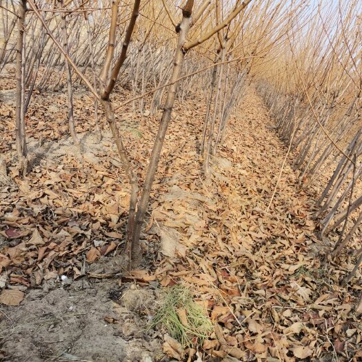 吉林省四平市梨树县中干核李子树苗
