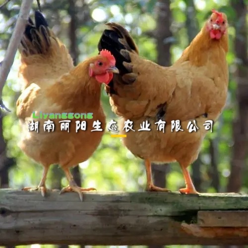 衡阳黄土鸡苗三黄鸡苗黄羽黄皮黄肉土鸡苗另有批发青脚绿壳蛋鸡苗散养