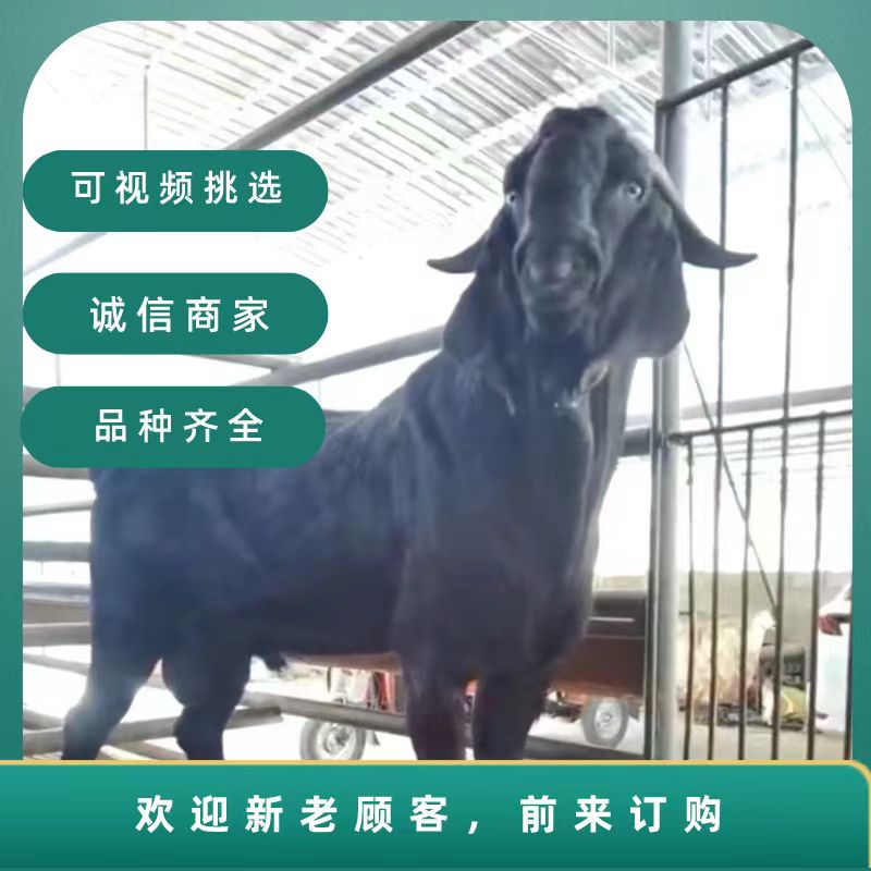 东平县努比亚 黑山羊可以视频挑选，圈养放养都可以公母大小都有