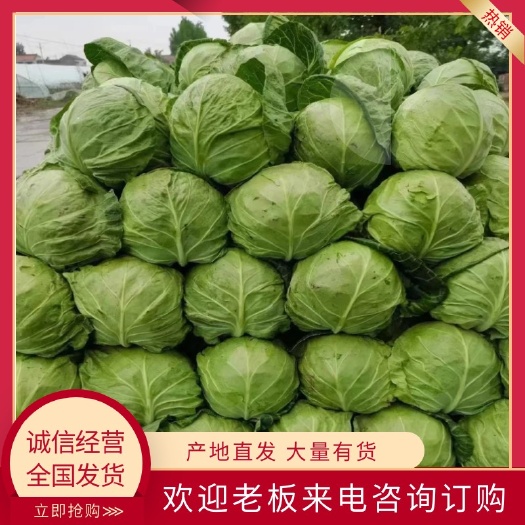 博爱县甘蓝，中甘21，大量供应，量大质优，代发全国，支持各种包装