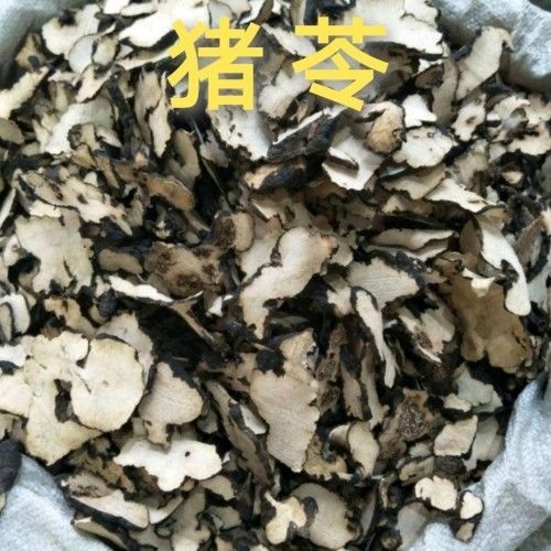 云南中药材猪苓 别名豕苓 粉猪苓 猪粪 猪茯苓 猪灵芝
