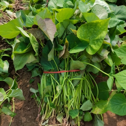 夏津县脱毒烟薯0.