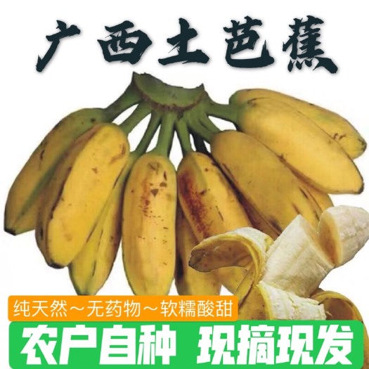 广西牛蕉土芭蕉大牛角蕉酸奶蕉酸甜味3斤/5斤/9斤
