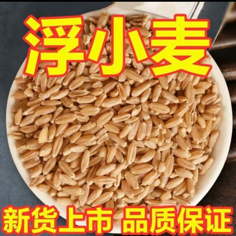 亳州浮小麦