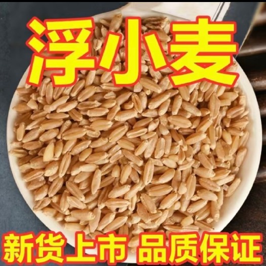 浮小麦