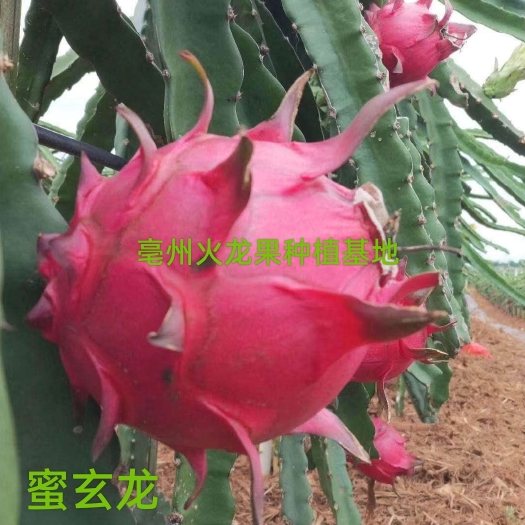 亳州精品蜜玄龙火龙果苗